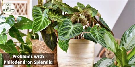 Problems with Philodendron .